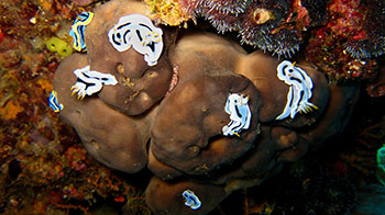 Nudibranch at Panorama Reef