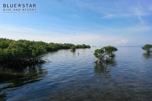 mangrove6
