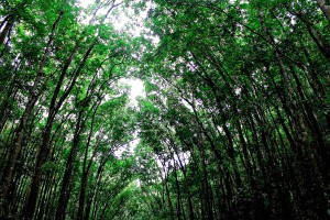 Manmade_Forest_in_Bilar_Town_Bohol