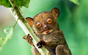 tarsier