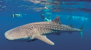 Whaleshark Southern Leyte