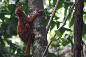 flying lemur