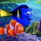 10 things you need to know about Clownfish